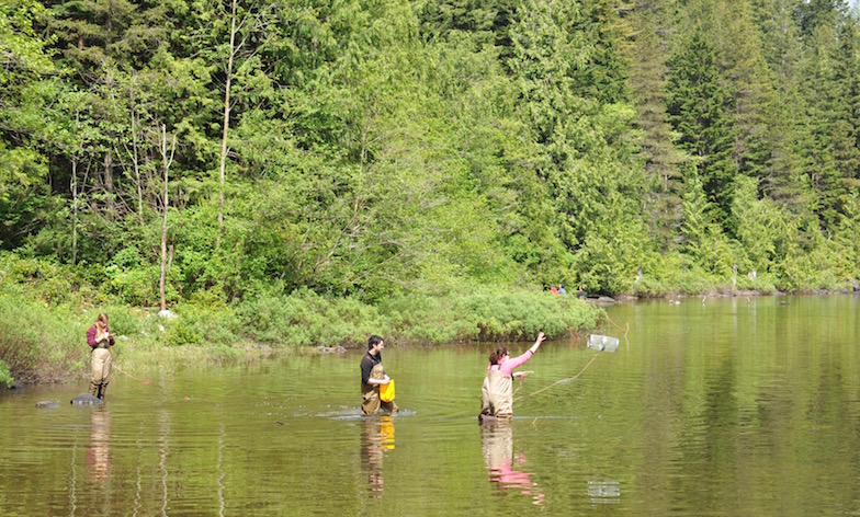 June 2013: Throwing traps to catch sticklebacks at Roberts Lake, Vancouver Island, Canada.