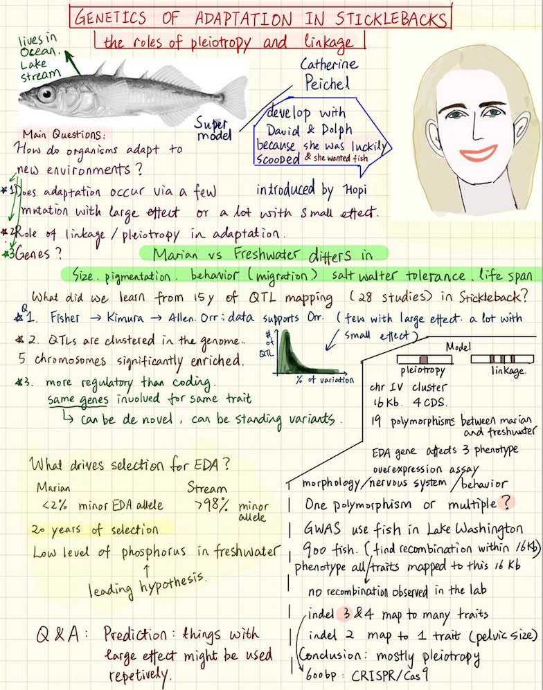 May 2018: Katie gave a plenary talk at the first Population, Evolutionary and Quantitative Genetics Conference, sponsored by the Genetics Society of America.