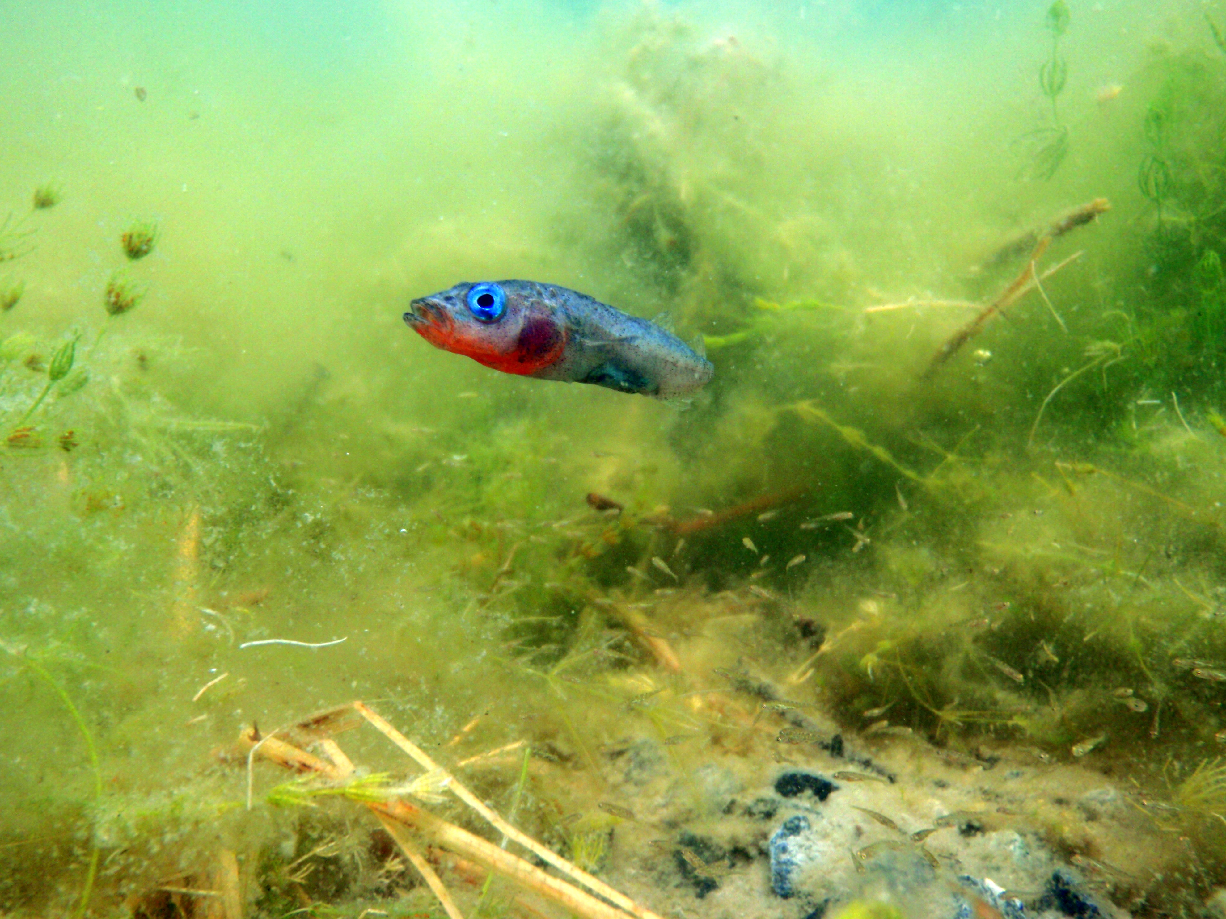 Threespine Stickleback