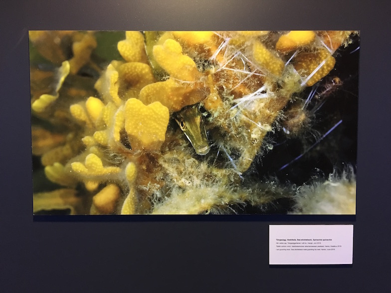 August 2019: Katie spent all day looking for fifteenspine sticklebacks, only to find one on the ferry from Turku to Stockholm!